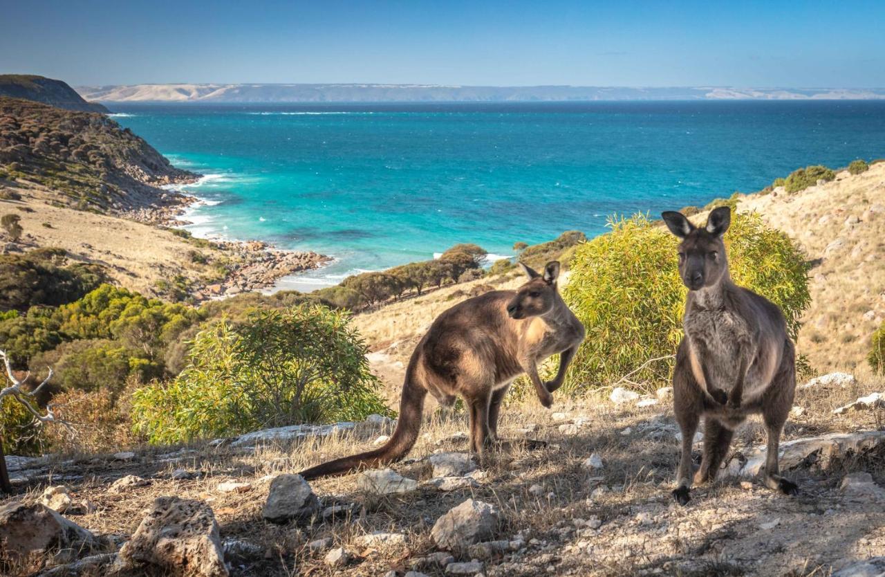 بنيشو Sea Dragon Kangaroo Island المظهر الخارجي الصورة