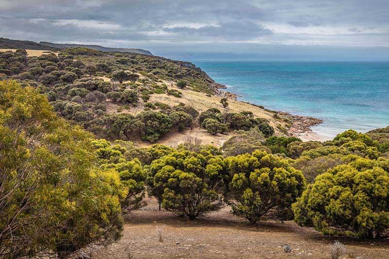بنيشو Sea Dragon Kangaroo Island المظهر الخارجي الصورة