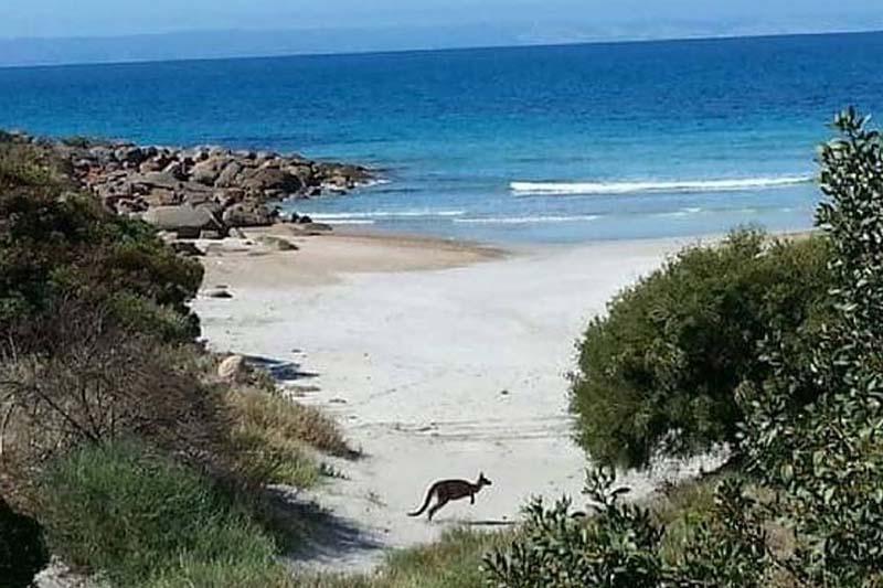 بنيشو Sea Dragon Kangaroo Island المظهر الخارجي الصورة