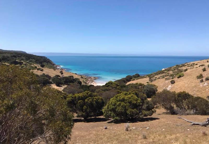 بنيشو Sea Dragon Kangaroo Island المظهر الخارجي الصورة